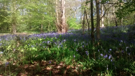 Bluebells yesterday (28th April) in Woolley Wood